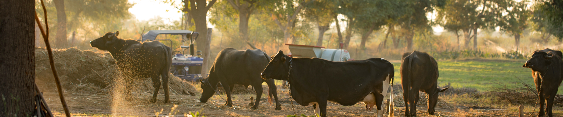 Cattle-insurance